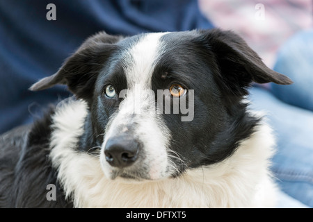 BORDER COLLIE cane di pecora con un occhio azzurro e un occhio marrone Foto Stock