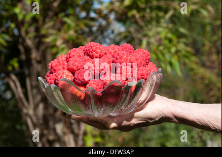 Appena raccolto i frutti del Kousa Sanguinello albero in una ciotola di vetro Foto Stock