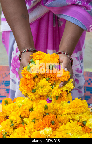 Indian womans mani il prelievo di calendula fiori per la realizzazione di ghirlande di fiori. Andhra Pradesh, India Foto Stock