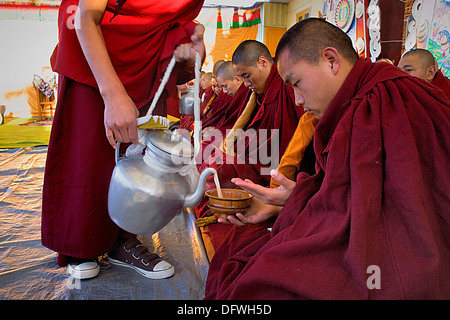 Bere chai,Puja,i monaci la preghiera durante il Losar anno nuovo, nel monastero Namgyal,nel complesso Tsuglagkhang. McLeod Ganj Dharamsala, Himachal Pradesh, India, Asia Foto Stock