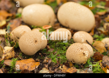 Cluster di cotenna di maiale veleno puffballs earthball comune sul bosco piano al di sotto di argento di betulle in autunno Foto Stock