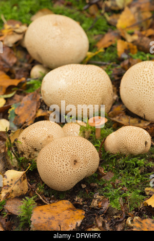 Cluster di cotenna di maiale veleno puffballs earthball comune sul bosco piano al di sotto di argento di betulle in autunno Foto Stock
