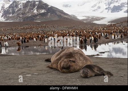 Elefante meridionale guarnizioni (Mirounga leonina) nella parte anteriore di un re colonia di pinguini, St Andrews Bay, Isola Georgia del Sud Foto Stock