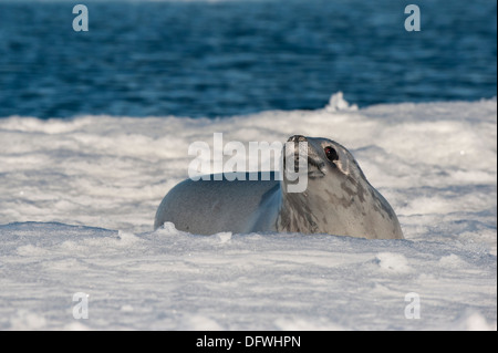 Guarnizione Crabeater (Lobodon carcinophagus) appoggiato su ghiaccio floe, Mare di Weddell, Antartide Foto Stock