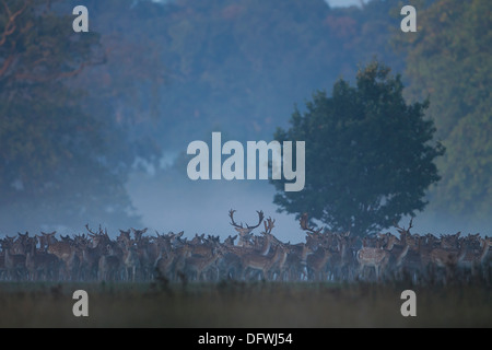 Daini (Cervus dama) raccogliere nelle prime ore del mattino la nebbia durante l'autunno rut Foto Stock