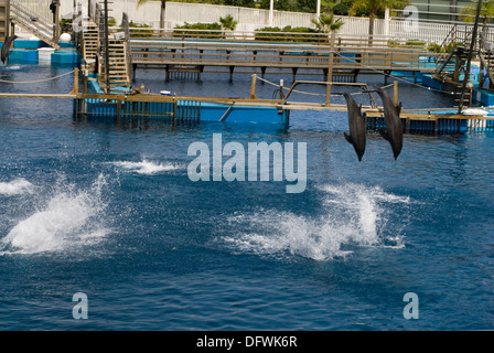 I Delfini al L'Oceanografic presso la Città delle Arti e delle Scienze di Valencia, Spagna Foto Stock