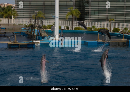 I Delfini al L'Oceanografic presso la Città delle Arti e delle Scienze di Valencia, Spagna Foto Stock