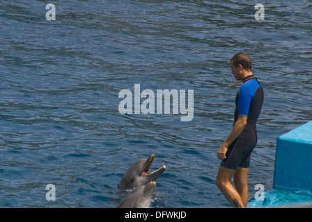 I Delfini al L'Oceanografic presso la Città delle Arti e delle Scienze di Valencia, Spagna Foto Stock