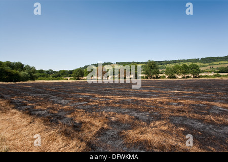 Un campo incendiate da incendiari in Pixham, vicino a Dorking, Surrey Foto Stock