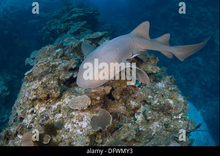 Wild squalo nutrice (Ginglymostoma cirratum) nuota durante il giorno a Mesoamerican barriera corallina. Foto Stock