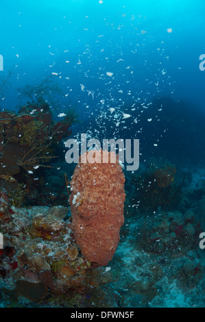 Caraibi spugna canna è la deposizione delle uova in Mesoamerican barriera corallina. Foto Stock