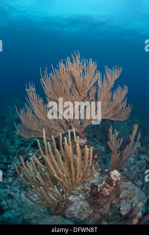 Grande e sano coralli molli di Mesoamerican barriera corallina in acque blu cristalline di Ambergris Caye Belize. Fotografato mentre scuba diving Foto Stock