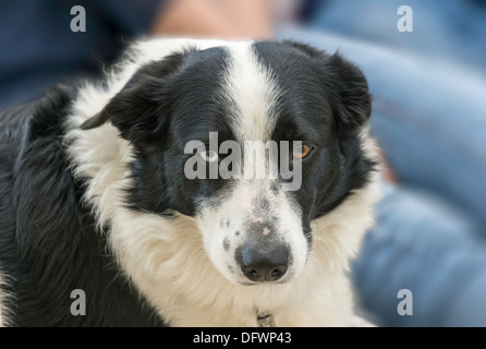 BORDER COLLIE cane di pecora con un occhio azzurro e un occhio marrone Foto Stock