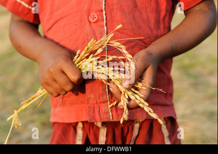BANGLADESH Madhupur, Garo raccolta riso, Garo è una minoranza etnica e cristiana, i bambini mani con la panicola di riso Foto Stock
