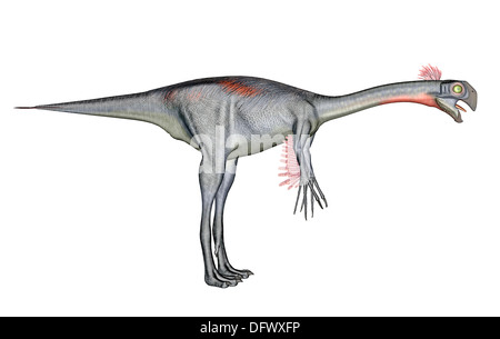 Dinosauro Gigantoraptor, sfondo bianco. Foto Stock