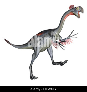 Dinosauro Gigantoraptor, sfondo bianco. Foto Stock