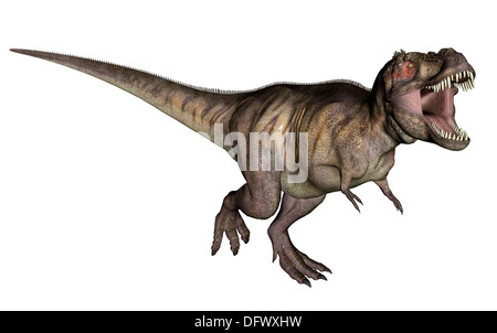 Aggressivo Tyrannosaurus Rex brontolii, sfondo bianco. Foto Stock