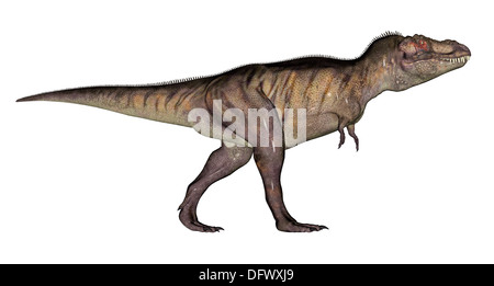Tyrannosaurus Rex, sfondo bianco. Foto Stock