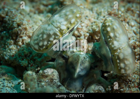 Il bianco macchiato gli occhi della tigre canocchia dal peering burrow. Foto Stock