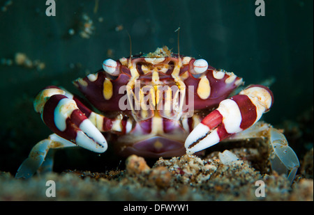 Arlecchino nuoto granchio (Lissocarcinus laevis) nella parte anteriore del tubo-abitazione anemone, Parco Nazionale di Bunaken, Indonesia. Foto Stock