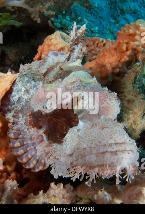 Vista ravvicinata di una tassled scorfani (Scorpaenopsis oxycephala) che mostra un colore rosa pallido colorazione, Raja Ampat, Indonesia. Foto Stock