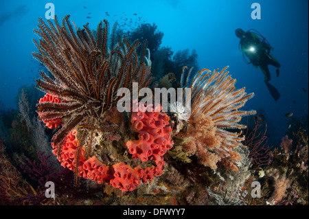 Diver guarda a Raja Ampat reefscape coperto di crinoidi, Papua occidentale, in Indonesia. Foto Stock