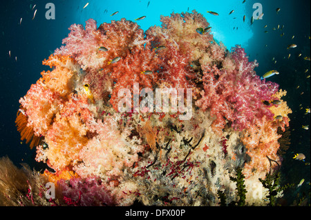 Una tabella di morti di corallo, ora coperto in sana coralli molli, prese a Nettuno mare ventola, Raja Ampat, Papua occidentale, in Indonesia. Foto Stock