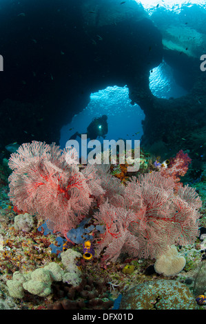 Un subacqueo si avvicina una gorgonia ventilatore di mare attraverso il Boo Windows, Southern Raja Ampat, Papua occidentale, in Indonesia. Foto Stock