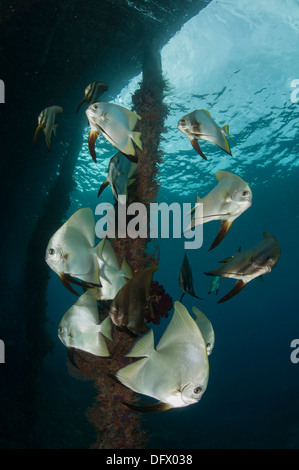 Golden spadefish (Platax boersii) raccogliere sotto Arborek Jetty, Dampier Strait Raja Ampat, Indonesia. Foto Stock