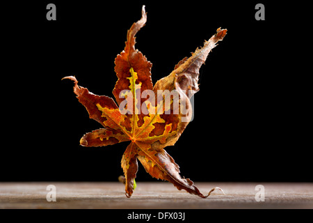 Essiccato autunno rosso giapponese Maple Leaf che è caduto dall'albero sembra essere un ballo Samurai Warrior Foto Stock