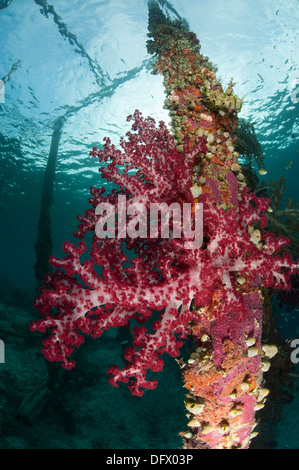 Coralli molli (Dendronephthya sp.) adornano le gambe di Arborek Jetty, Dampier Strait Raja Ampat, Indonesia. Foto Stock