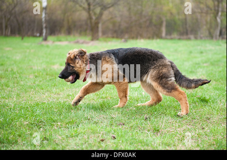 5-mese-old German Shephard cucciolo giocando con una sfera Foto Stock