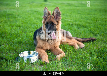 5.5-mese-old German Shephard cucciolo Foto Stock