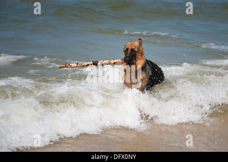 6-mese-old German Shephard cucciolo Foto Stock