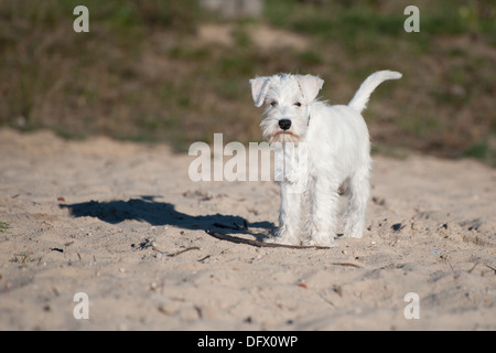 A 12 settimane-antica miniatura CUCCIOLO SCHNAUZER nella sabbia Foto Stock