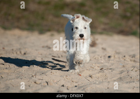 A 12 settimane-antica miniatura CUCCIOLO SCHNAUZER in esecuzione nella sabbia Foto Stock