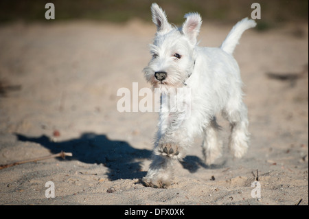 A 12 settimane-antica miniatura CUCCIOLO SCHNAUZER in esecuzione nella sabbia Foto Stock