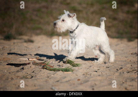 A 12 settimane-antica miniatura CUCCIOLO SCHNAUZER in esecuzione nella sabbia Foto Stock