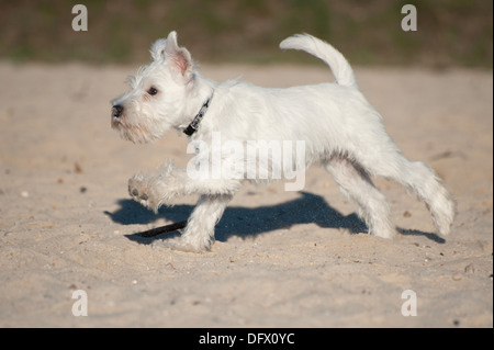 A 12 settimane-antica miniatura CUCCIOLO SCHNAUZER in esecuzione nella sabbia Foto Stock