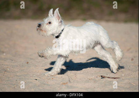 A 12 settimane-antica miniatura CUCCIOLO SCHNAUZER in esecuzione nella sabbia Foto Stock