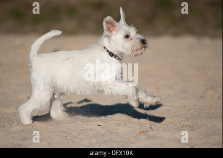 A 12 settimane-antica miniatura CUCCIOLO SCHNAUZER in esecuzione nella sabbia Foto Stock