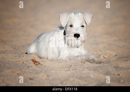 A 12 settimane-antica miniatura CUCCIOLO SCHNAUZER nella sabbia Foto Stock