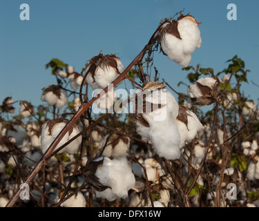 Un campo di cotone contro un profondo cielo blu. Foto Stock