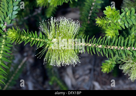 Verde/verde Costiera Miele Mirto /Honeymyrtle /miele-mirto/scovolino da bottiglia/Paperbark-Melaleuca diosmifolia -Famiglia Myrtaceae Foto Stock