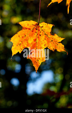 Vermont, USA. 8 ottobre 2013. Un soleggiato maple leaf è appeso a un albero in Bennington, Vermont Credito: Gabe Palmer/Alamy Live News Foto Stock