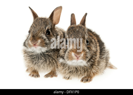 Ritratto di due baby selvatici coniglio silvilago isolati su sfondo bianco Foto Stock