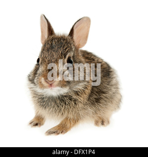 Ritratto di bambino coniglio silvilago coniglio isolato su sfondo bianco Foto Stock