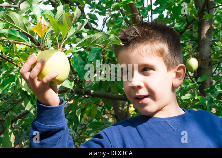 Bambino pick off verde mela su un albero Foto Stock