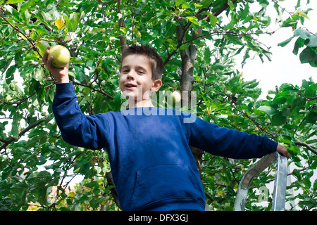 Bambino pick off verde mela su un albero Foto Stock