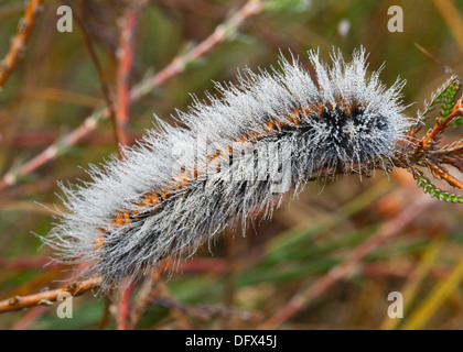 Caterpillar di Fox moth coperto con gocce di rugiada su heather Foto Stock